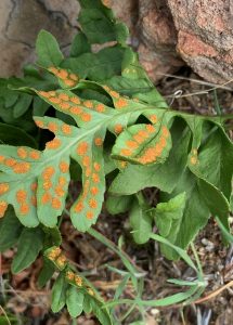 California polypody fern