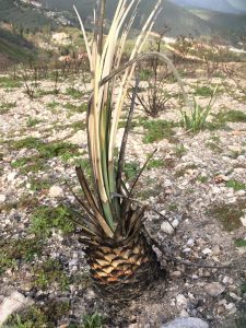Chaparral yucca on Bowfield