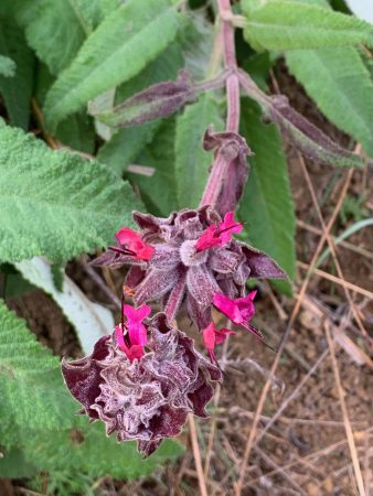 Hummingbird sage