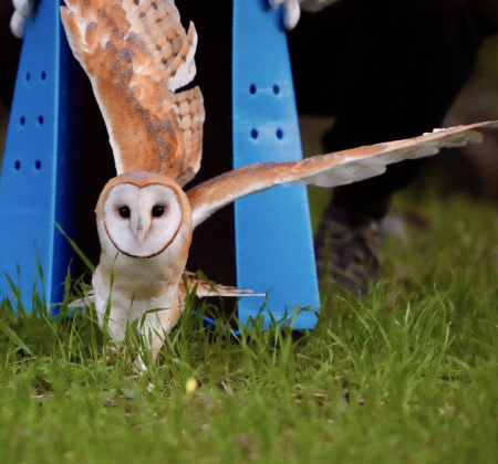 Ojai Raptor Center barn owl release