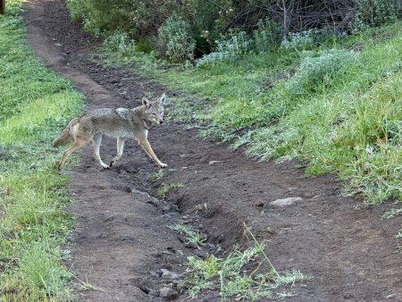 a coyote crosses the Rincon Trail in the Conejo Valley, CA