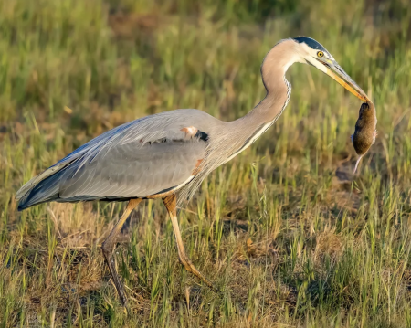Heron with rodent prey