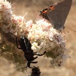 Insect activity on flower cluster