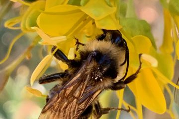 Native bumblebee on bladderpod flower