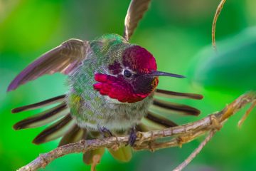 Anna's hummingbird seen up close ruffling its feathers.