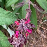 Hummingbird sage