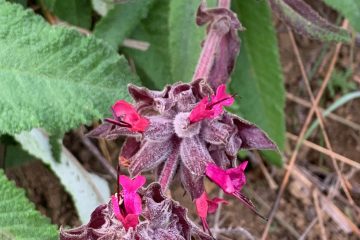 Hummingbird sage