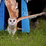 Ojai Raptor Center barn owl release