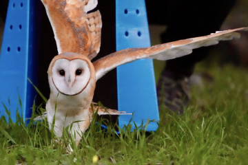 Ojai Raptor Center barn owl release