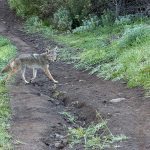 a coyote crosses the Rincon Trail in the Conejo Valley, CA