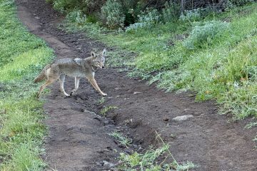 a coyote crosses the Rincon Trail in the Conejo Valley, CA