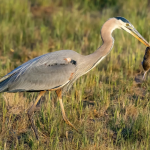 Heron with rodent prey