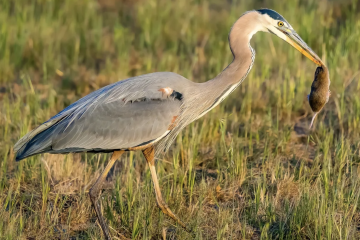 Heron with rodent prey