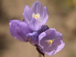 014-wild-hyacinth  