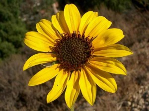 015-common-sunflower     