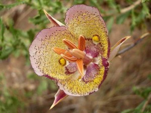 028-plummers-mariposa-lily     