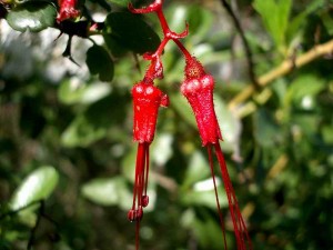 064-fuchsia-flowered-gooseberry        