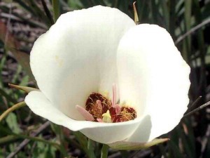 078-catalina-mariposa-lily        