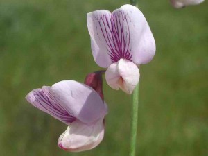 136-wild-sweet-pea
