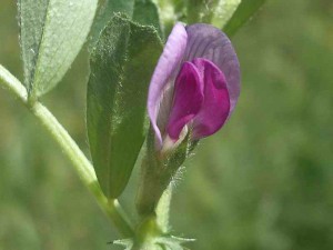 139-spring-vetch