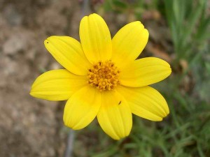 141-annual-coreopsis