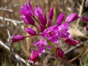 142-peninsular-onion