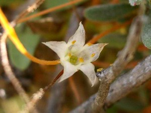 143-california-dodder