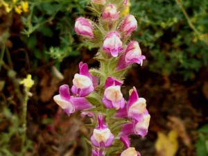 149-rose-snapdragon