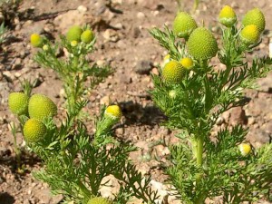 150-pineapple-weed