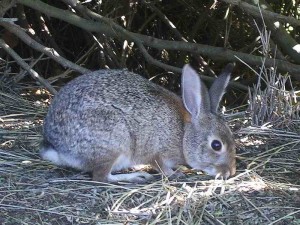 brush-rabbit