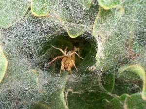 funnel-web-spider 